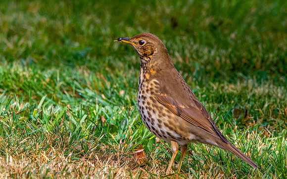Song thrush