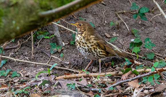 Song thrush