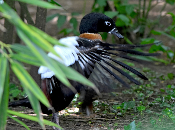 Australian shelduck, female