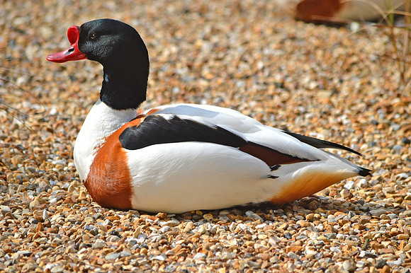 Common shelduck