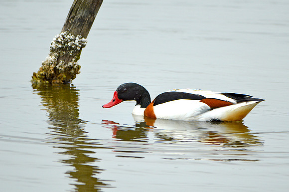 Common shelduck