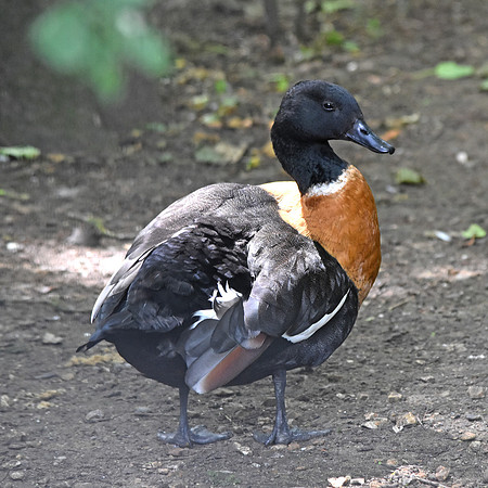 Australian shelduck, male