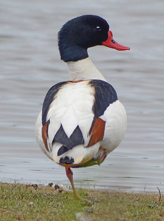Common shelduck