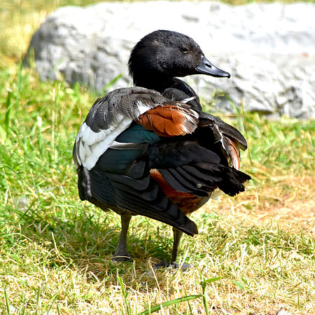 Paradise shelduck, male