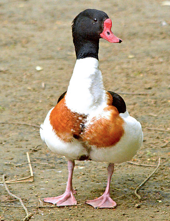 Common shelduck