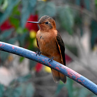 Shining sunbeam hummingbird