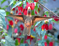 Shining sunbeam hummingbird