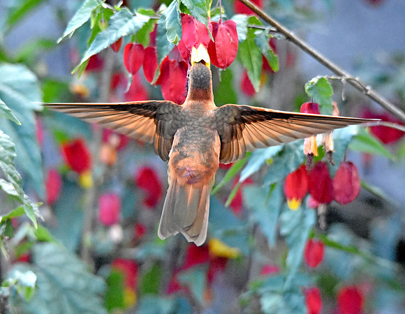 Shining sunbeam hummingbird