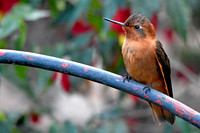 Shining sunbeam hummingbird