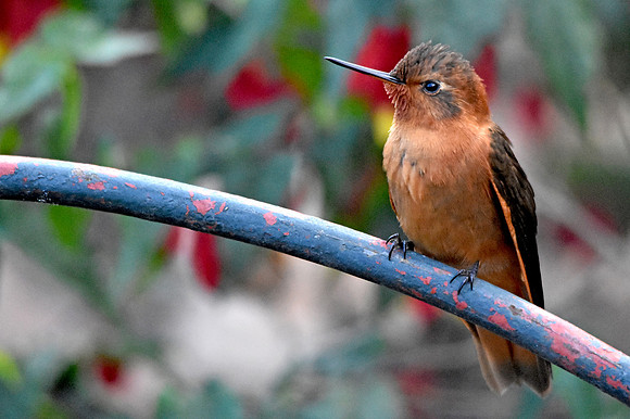 Shining sunbeam hummingbird