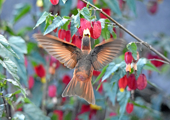Shining sunbeam hummingbird
