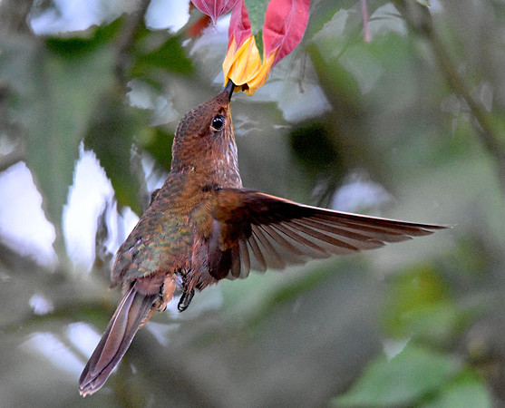 Shining sunbeam hummingbird