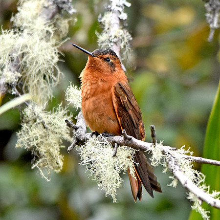 Shining sunbeam hummingbird