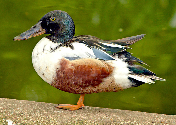 Northern shoveler, male
