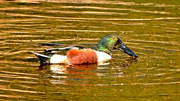 Northern shoveler, male