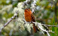 Shining sunbeam hummingbird