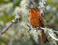 Shining sunbeam hummingbird