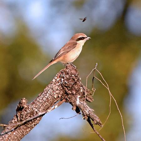 Brown shrike