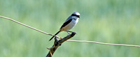 Long tailed shrike