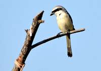 Bay backed shrike