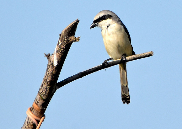 Bay backed shrike