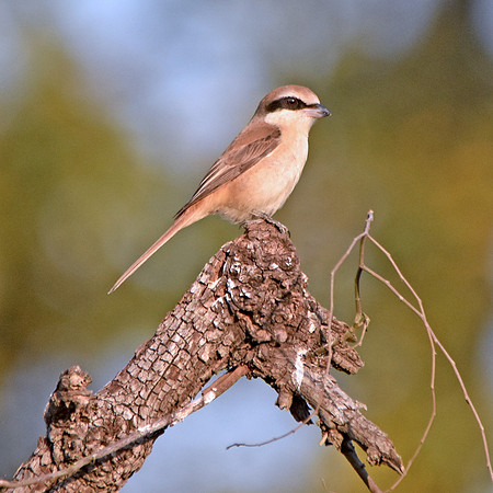 Brown shrike