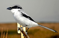 Loggerhead shrike