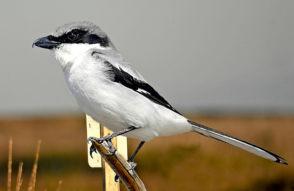 Loggerhead shrike