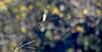 Long tailed shrike