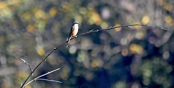 Long tailed shrike