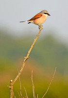 Red backed shrike