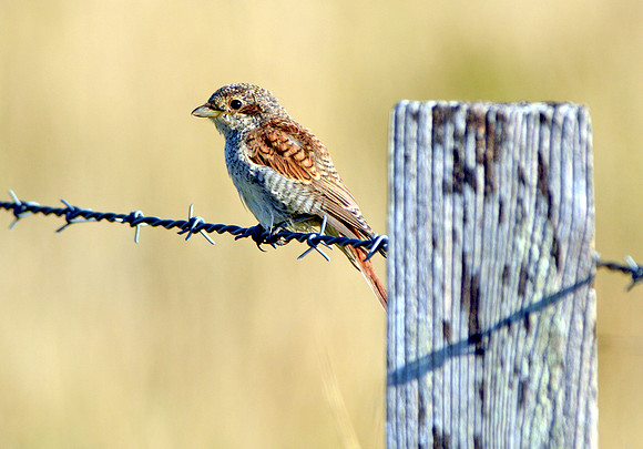 Red backed shrike juvenile