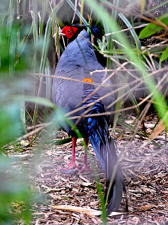 Siamese fireback pheasant