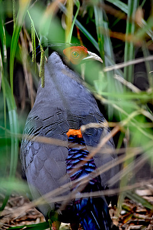 Siamese fireback pheasant