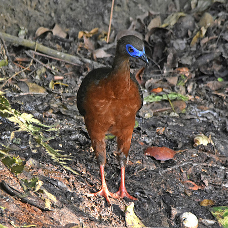 Sickle winged guan