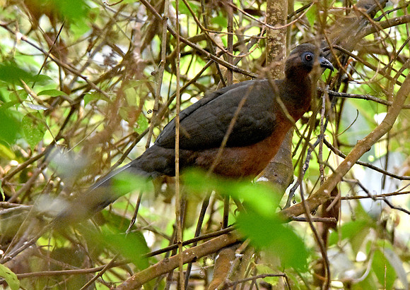 Sickle winged guan