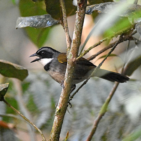 Sierra Nevada brush finch