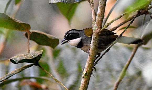 Sierra Nevada brush finch