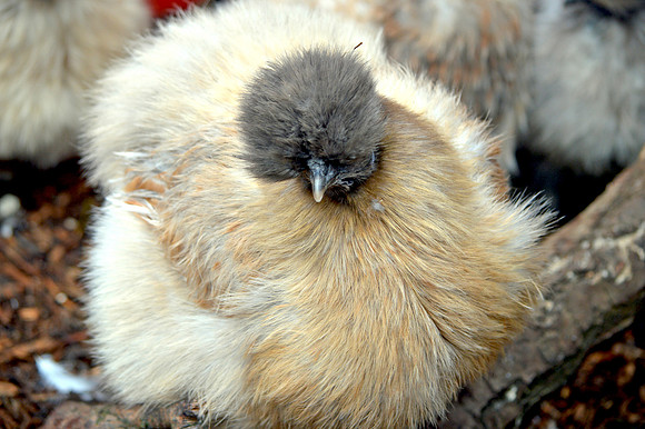 Silkie chicken