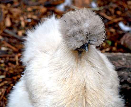 Silkie chicken