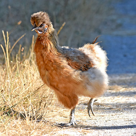 Silkie chicken