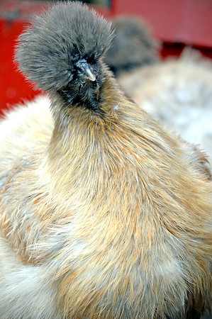 Silkie chicken