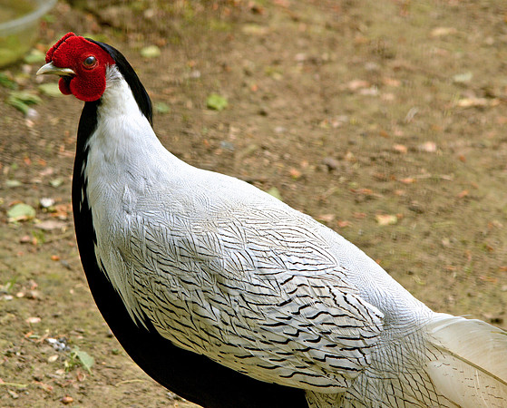 Silver pheasant, male