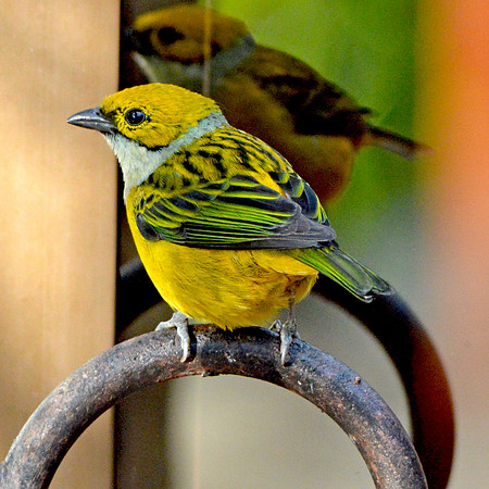 Silver throated tanager