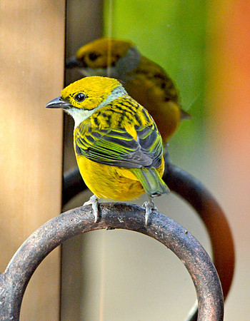 Silver throated tanager