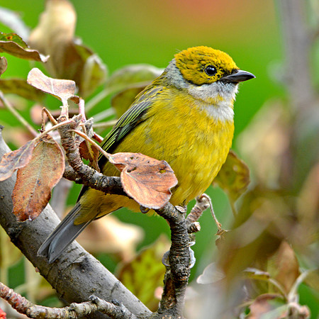 Silver throated tanager