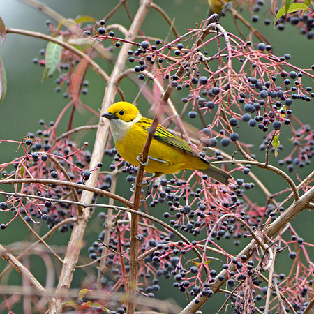 Silver throated tanager