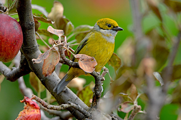 Silver throated tanager
