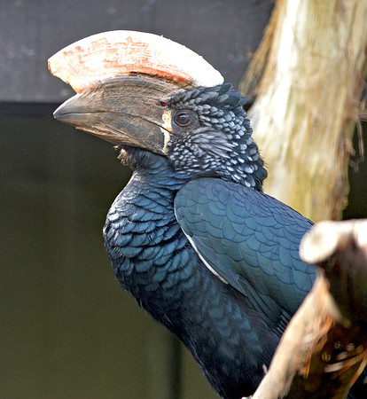 Silvery cheeked hornbill