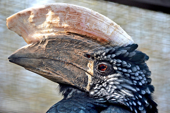 Silvery cheeked hornbill